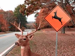 Deer Crossing2