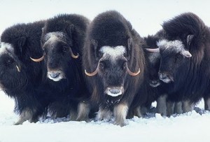 muskox
