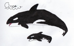 Orca by Ayman