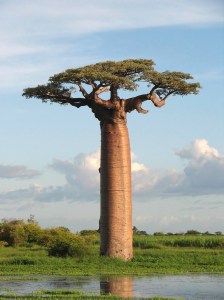 The Baobab Tree