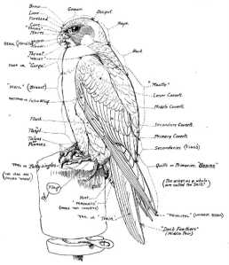 Falconry_sport_of_kings_(1920)