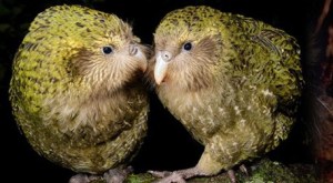 The Kākāpō, a large, flightless nocturnal bird, critically endangered, only 126 living as of March 2014