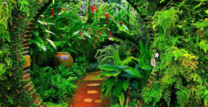 tropical garden