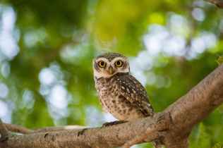 Owl Wisdom Branch Green