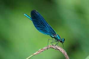 Dragonfly Nature Circe