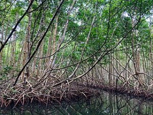 Crossing the Mangrove Maryse Condé