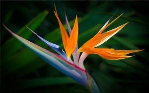 Bird of Paradise Radwa Ashour Tantoura