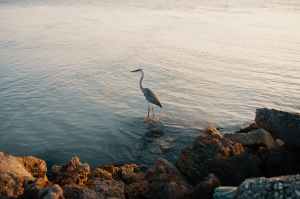 The Rain Heron Robbie Arnott Crane