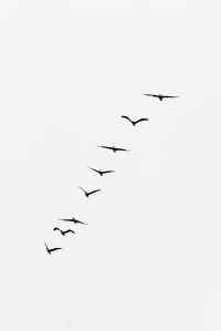 bird migration Charlotte McConaghy