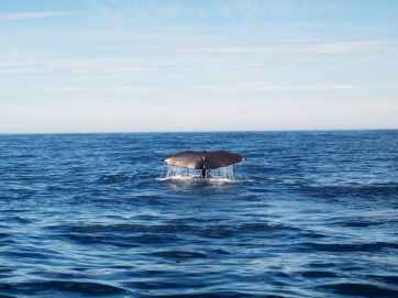 humpback whale in ocean water on sunny day