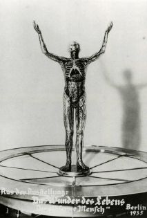 Anatomy nervous system of man