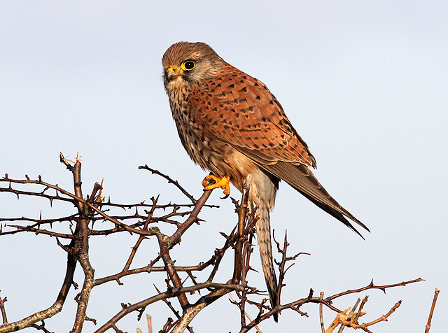 Kestrel Agnes Hathaway Shakespeares wife
