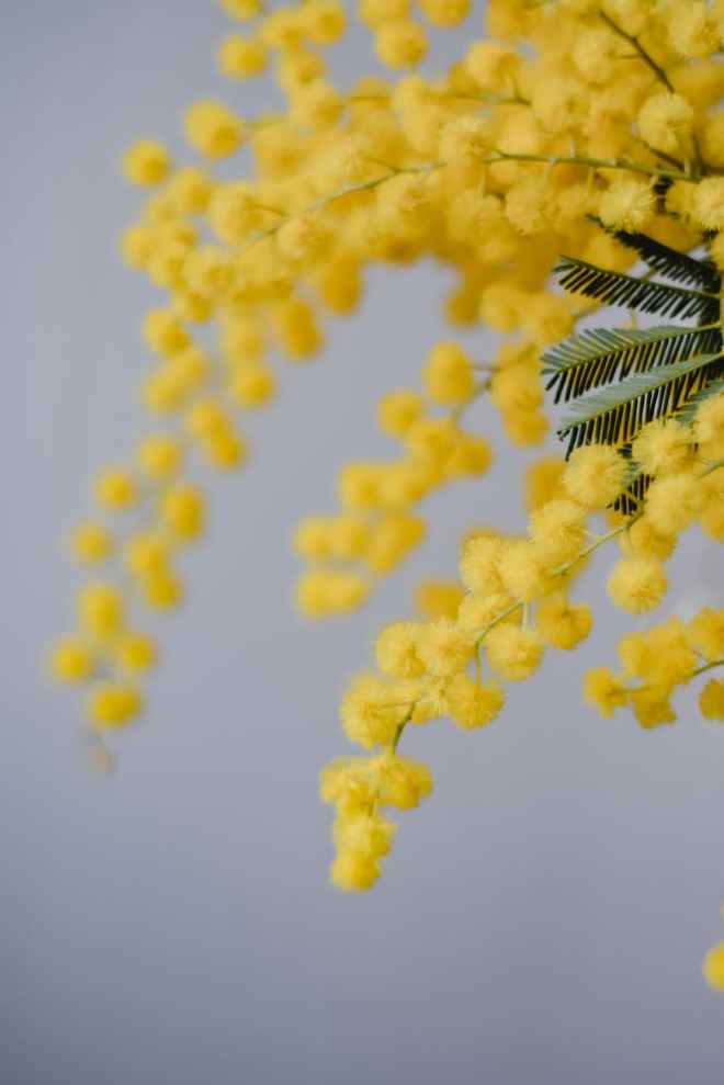 sprigs of mimosa new beginnings, resilience, surviving in difficult conditions Virgine Grimaldi All That Remains